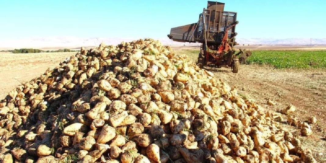 Sulaması gübrelemesi her şeyi titizlikle yapılıyor, verimi bol alınıyor! Çiftçinin göz bebeği:Makinelerle kolayca hasat ediliyor 4